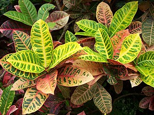 Codiaeum variegatum, Phipps Conservatory.jpg