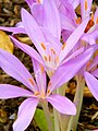 Colchicum autumnale at the U.S. Botanic Gardens.jpg