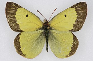 <i>Colias scudderii</i> Species of butterfly