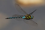 Common Hawker Dragonfly 6 (6082844793).jpg