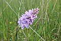 Common Spotted Orchid.jpg