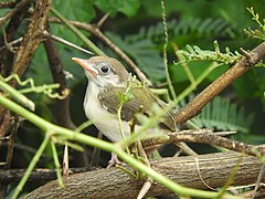 Common Tailor Bird, Juvenile.jpg