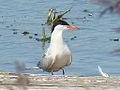 Common Tern-Mindaugas Urbonas-1.jpg