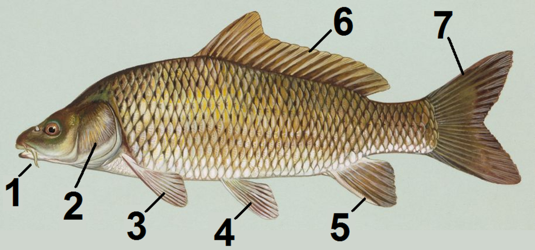 Cyprinus