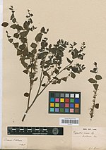 Vignette pour Phyllanthus brasiliensis