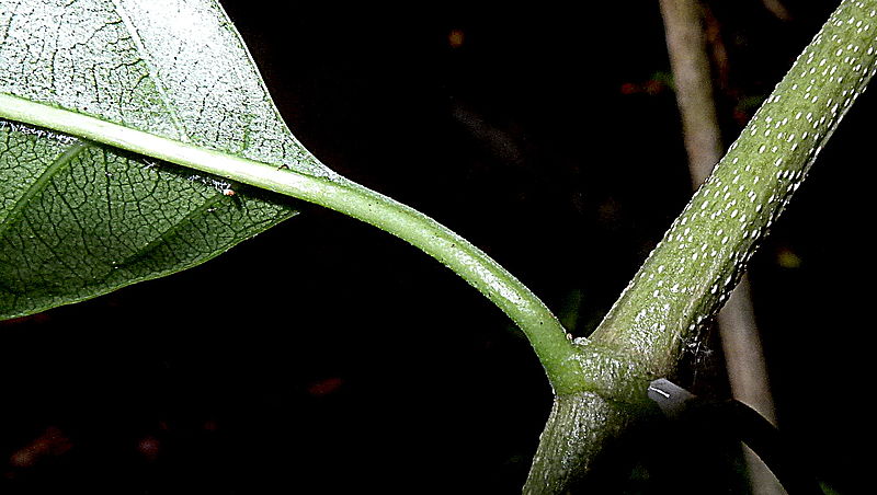 File:Condylocarpon sp., Apocynaceae, Atlantic forest, northeastern Bahia, Brazil (8548392835).jpg