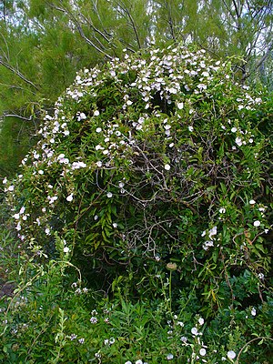 Convolvulus canariensis 01.JPG