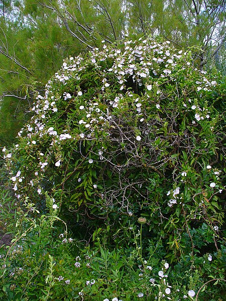 File:Convolvulus canariensis 01.JPG