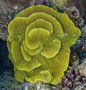 Coral (Turbinaria reniformis), parque nacional Ras Muhammad, Egipto, 2022-03-28, DD 132