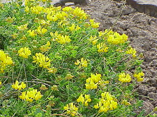 <i>Coronilla</i> Genus of flowering plants in the legume family Fabaceae