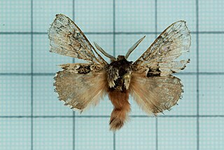 <i>Cosmotriche discitincta</i> Species of moth