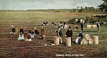 Cranberry picking in 1906 Cranberry Picking on Cape Cod.jpg