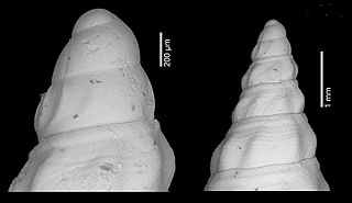 <i>Crassispira virodunensis</i> species of mollusc