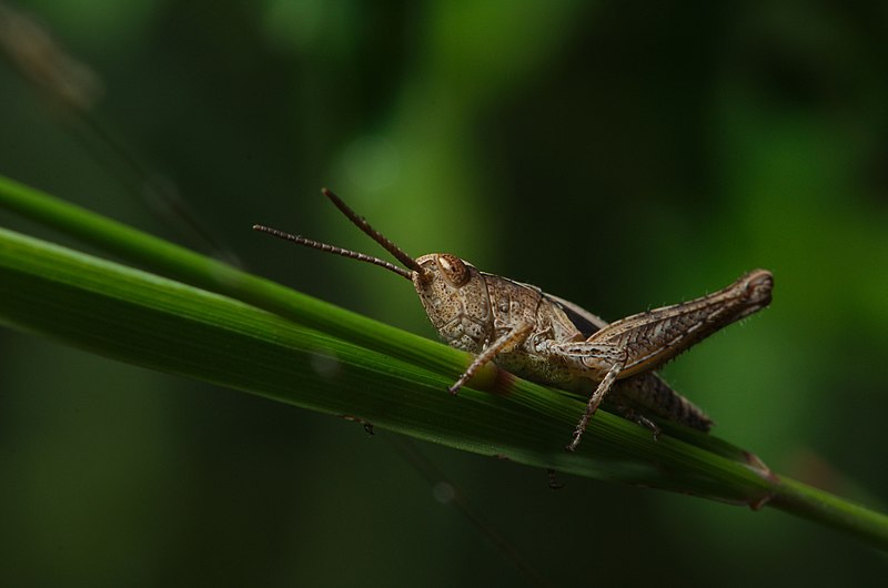 File:Creepy crawlies 2013 Ingelfingen (und drum rum) (9300671993).jpg