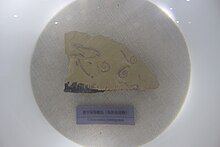 מוזיאון Cricocosmia-Beijing of Natural History.jpg