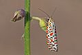 * Nomination Crimson-spotted flunkey (Utetheisa pulchella), The Gambia --Charlesjsharp 14:52, 15 February 2017 (UTC) * Promotion Good quality. --Ermell 20:22, 15 February 2017 (UTC)