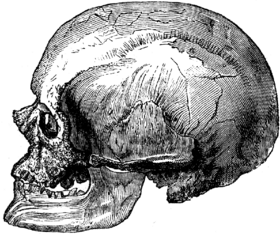 Crânio de um homem de Cro-Magnon.