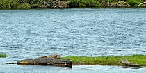 Morelet's crocodile (Crocodylus moreletii), Laguna del Carppintero, Tamaulipas (21 May 2007).