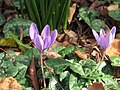 Crocus ligusticus