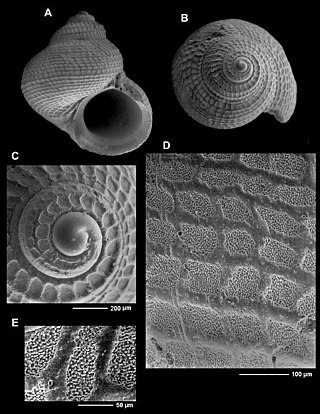 <i>Crosseola</i> Genus of gastropods