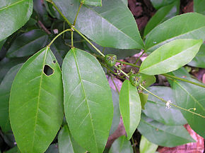 Bilde beskrivelse Croton klotzschianus (Wight) Thw - Flickr - lalithamba.jpg.