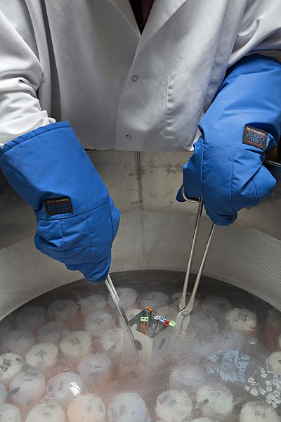 Cryogenically preserved samples being removed from a dewar of liquid nitrogen