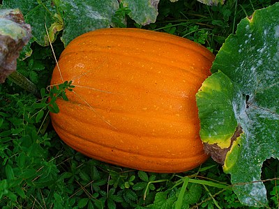 Cucurbita pepo Fruit