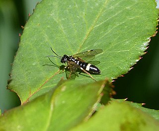 <i>Allantus cinctus</i> Species of sawfly