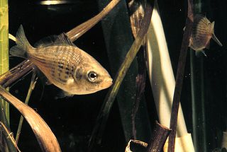 <span class="mw-page-title-main">Shiner perch</span> Species of fish