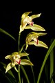 Cymbidium lowianum