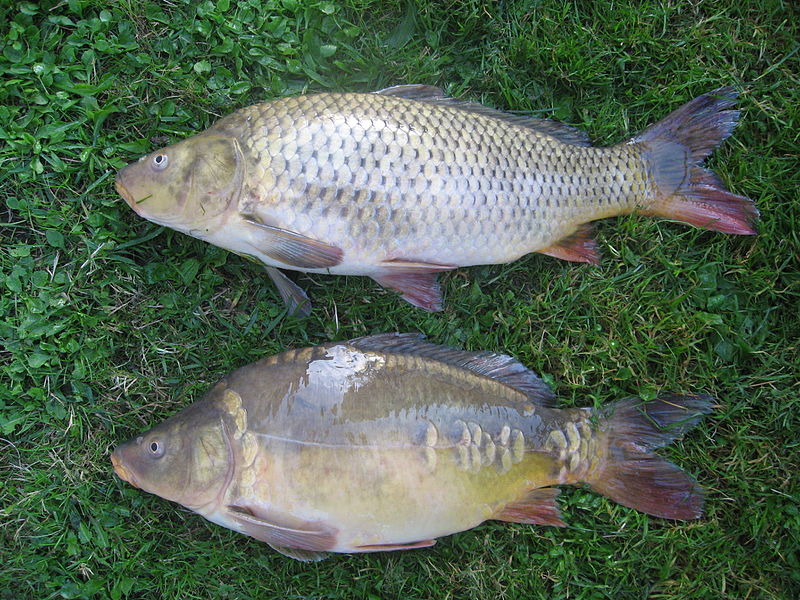 File:Cyprinus-carpio.jpg