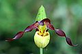 Cypripedium parviflorum