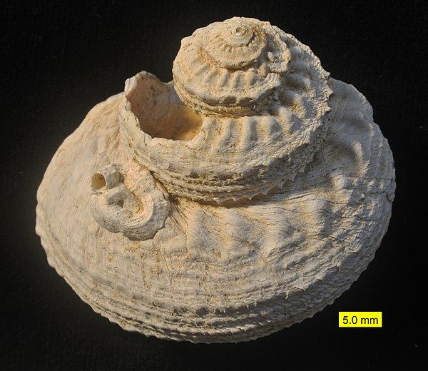 The shell of an archaeogastropod from the Pliocene of Cyprus. A serpulid worm is attached.