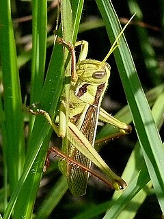 <i>Cyrtacanthacris</i> Genus of grasshoppers