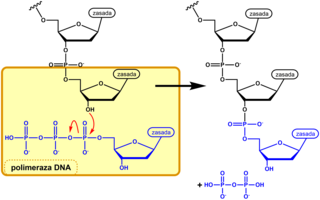 Przyłączenie nukleotydu przez polimerazę do rosnącej naturalnej nici DNA
