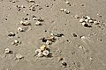 * Nomination Seashells lying on the beach, Cumberland Island, GeorgiaI, the copyright holder of this work, hereby publish it under the following license: --Indies1 17:42, 1 September 2020 (UTC) * Promotion  Support Good quality. --MB-one 11:24, 7 September 2020 (UTC)