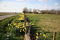 Daffodils at Poplar Farm - geograph.org.uk - 364837.jpg