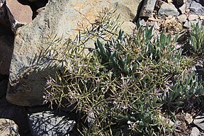 Daggerpod (P. cheiranthoides) thriving hi-altitude plants