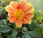 Dahlia-1.jpg