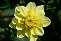 * Nomination A dahlia in full bloom --Nguyenhai314 15:20, 12 January 2022 (UTC) * Decline  Oppose Not likely to be from a commoner. --Robert Flogaus-Faust 22:37, 14 January 2022 (UTC)