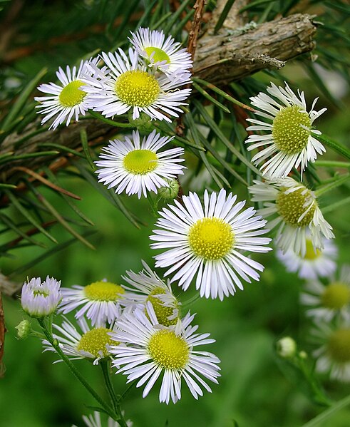 File:Daisyonpine.JPG