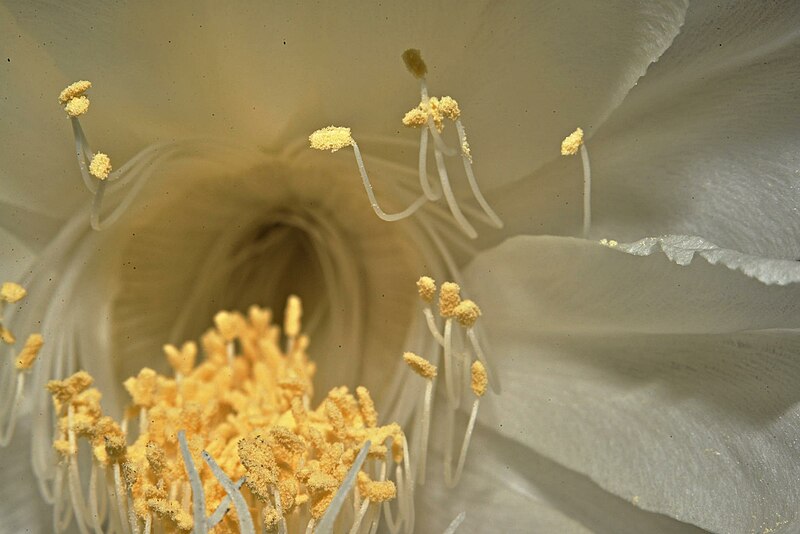 File:Dama (Reina) de la noche, Flor de baile, Pluma de Santa Teresa (Epiphyllum oxypetalum) - 44220887310.jpg