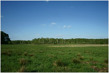 Dammer Moor