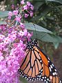 Danaus plexippus on flower.jpg