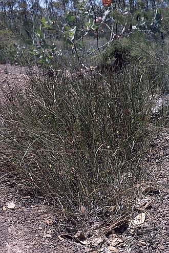 Habit, near Ravensthorpe Daviesia anceps habit.jpg