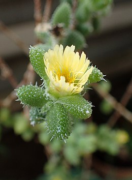 Delosperma echinatum