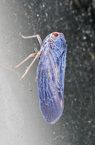 <i>Cedusa</i> Genus of true bugs