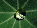 * Nomination Dew on a nasturtium leaf --Elucidate 09:13, 27 October 2008 (UTC) * Promotion wrong identification (could be Tropaeolum). -- Lycaon 13:48, 27 October 2008 Lycaon 17:10, 28 October 2008 (UTC) Comment Has been identified correctly as Tropaeolum majus. Elucidate 08:24, 28 October 2008 (UTC)(UTC) Support --Mrmariokartguy 03:28, 31 October 2008 (UTC)