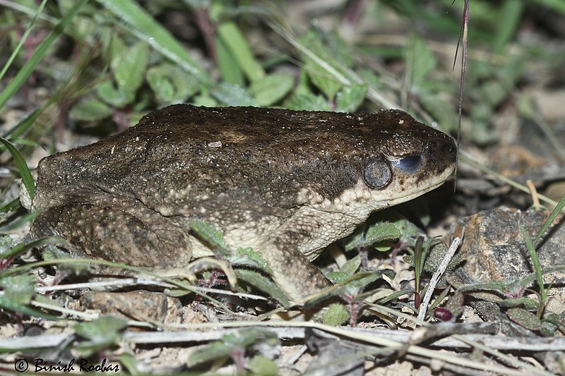 File:Dhofar toad from Wadi Wurrayah National Park.jpg