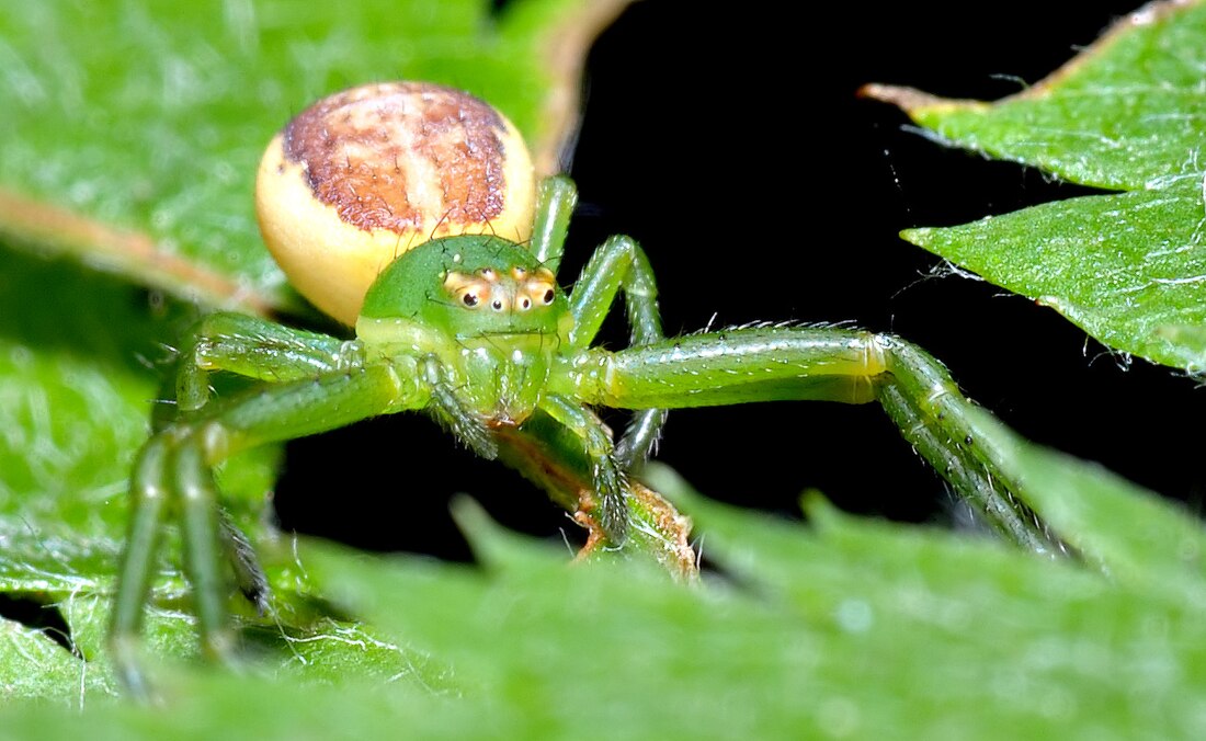 File:Diaea dorsata - front (aka).jpg